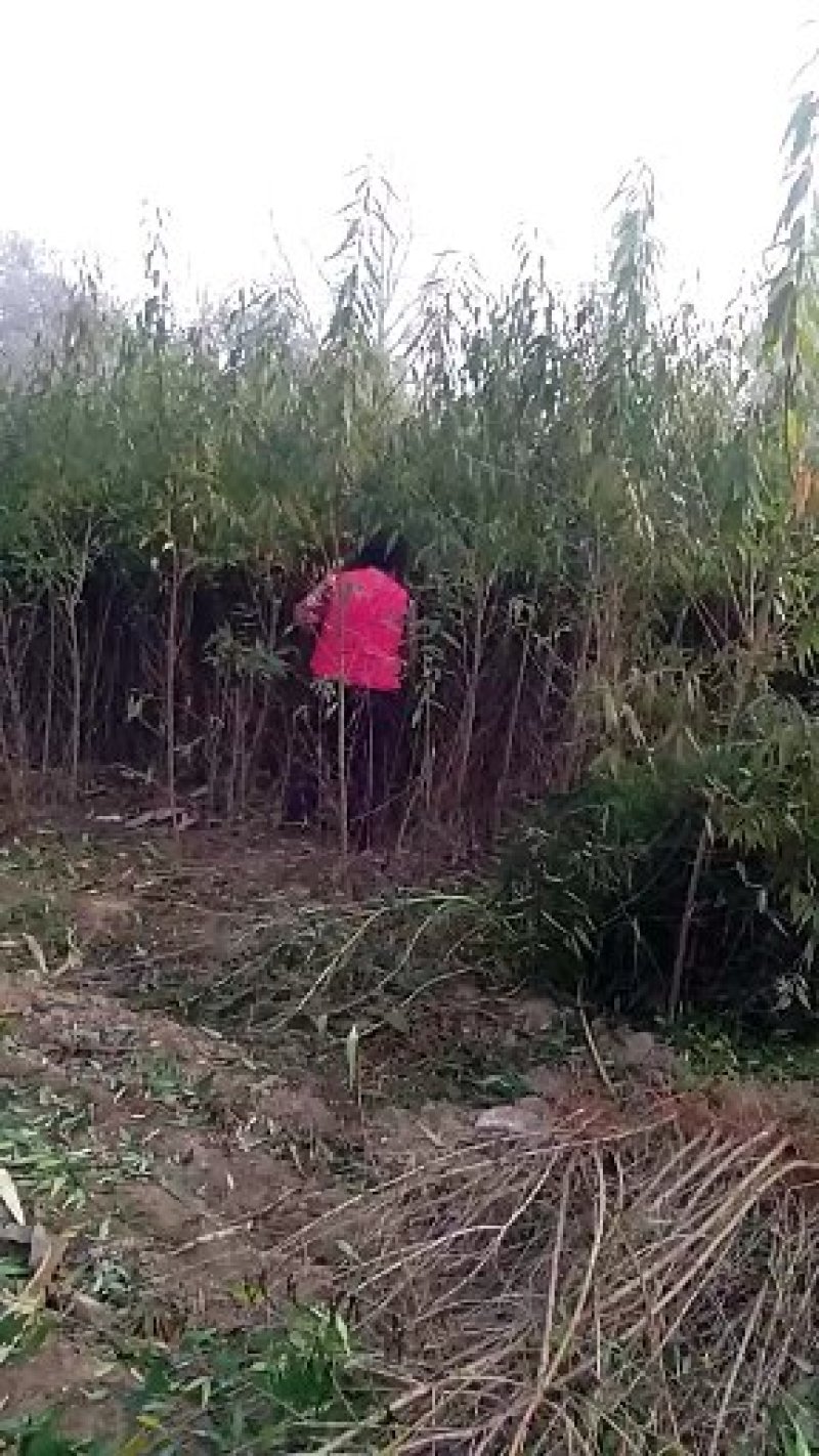 毛桃苗，桃树苗，河北桃树苗