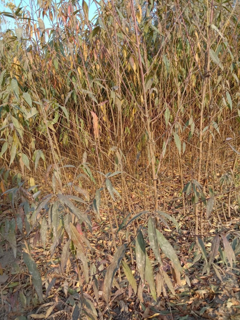 毛桃苗，桃树苗，河北桃树苗