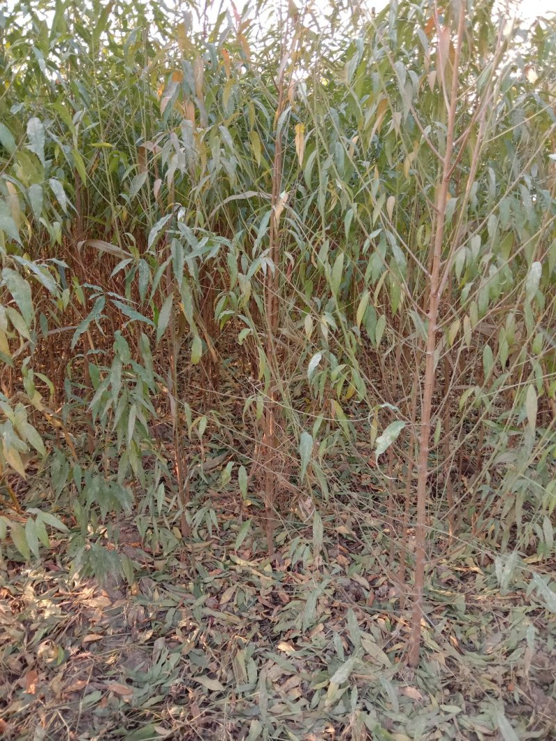 毛桃苗，桃树苗，河北桃树苗