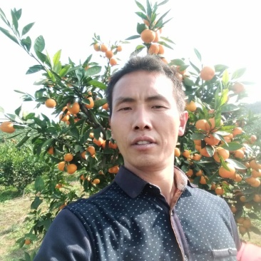 柑橘处于高山上的果子，美味多汁，口感纯正