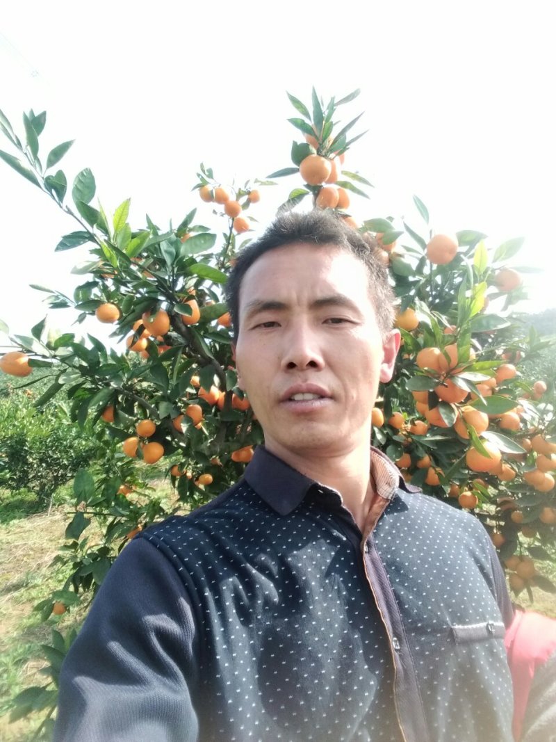 柑橘处于高山上的果子，美味多汁，口感纯正