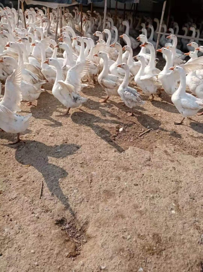 鹅肉