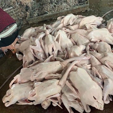 鹅肉