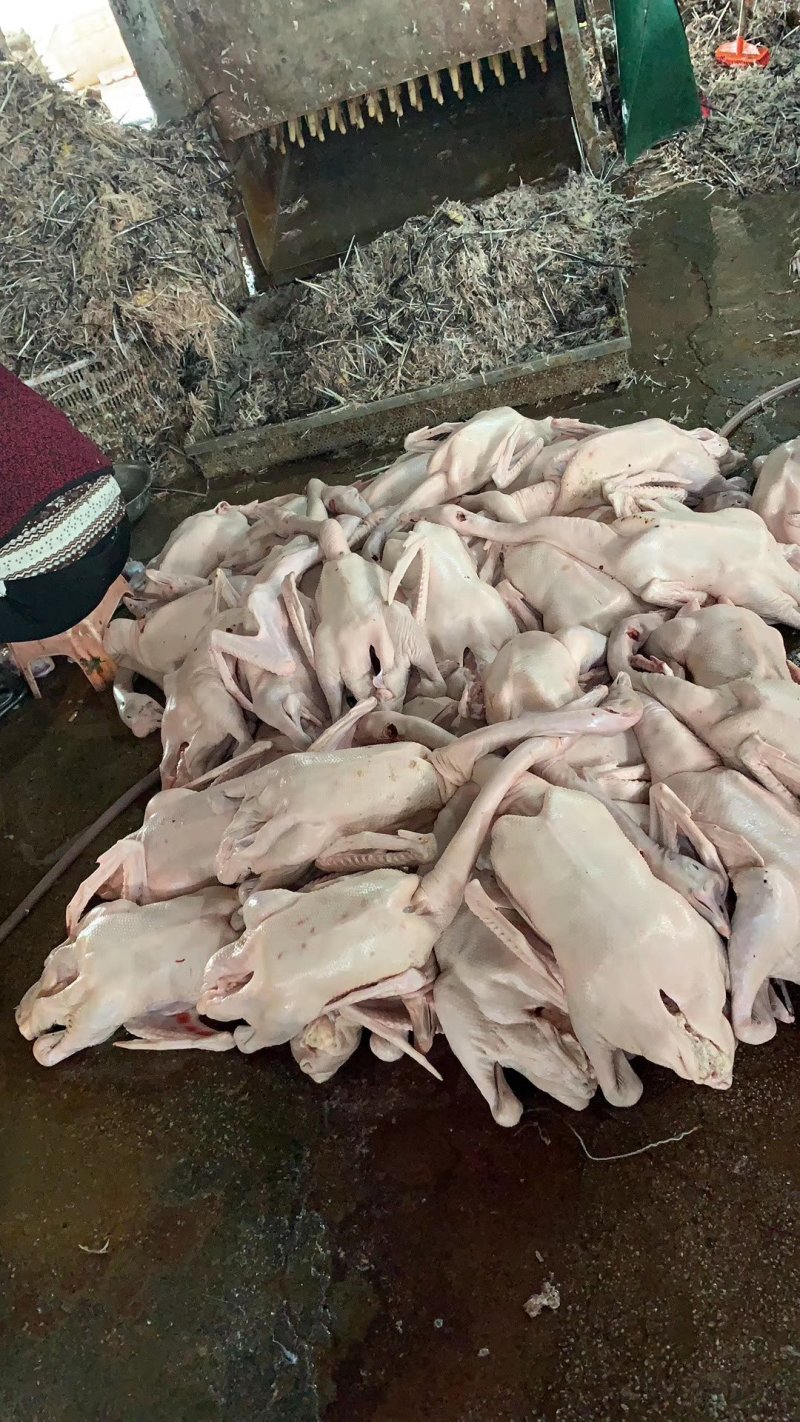 鹅肉
