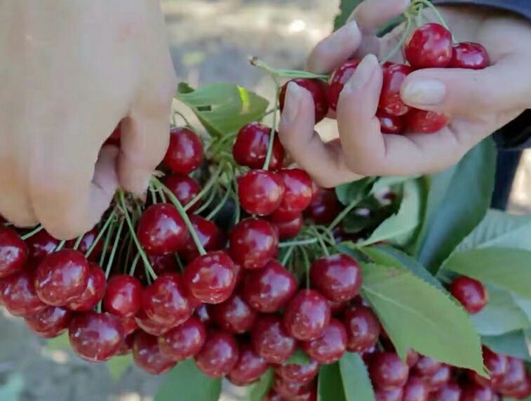 刚采摘的美早樱桃整篮图,带有枝叶,呈现出自然状态 一篮刚从树上采摘的新鲜美早樱桃,放置在木质托盘上
