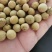 糠椴种子