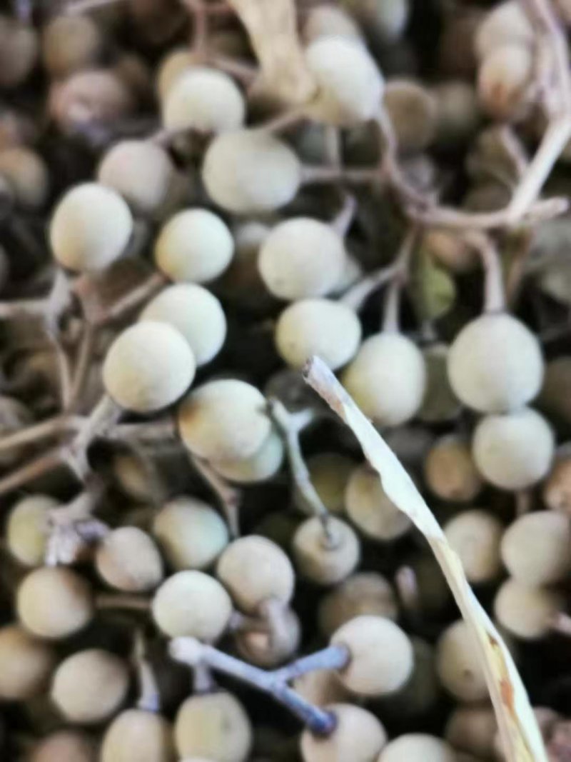 糠椴种子