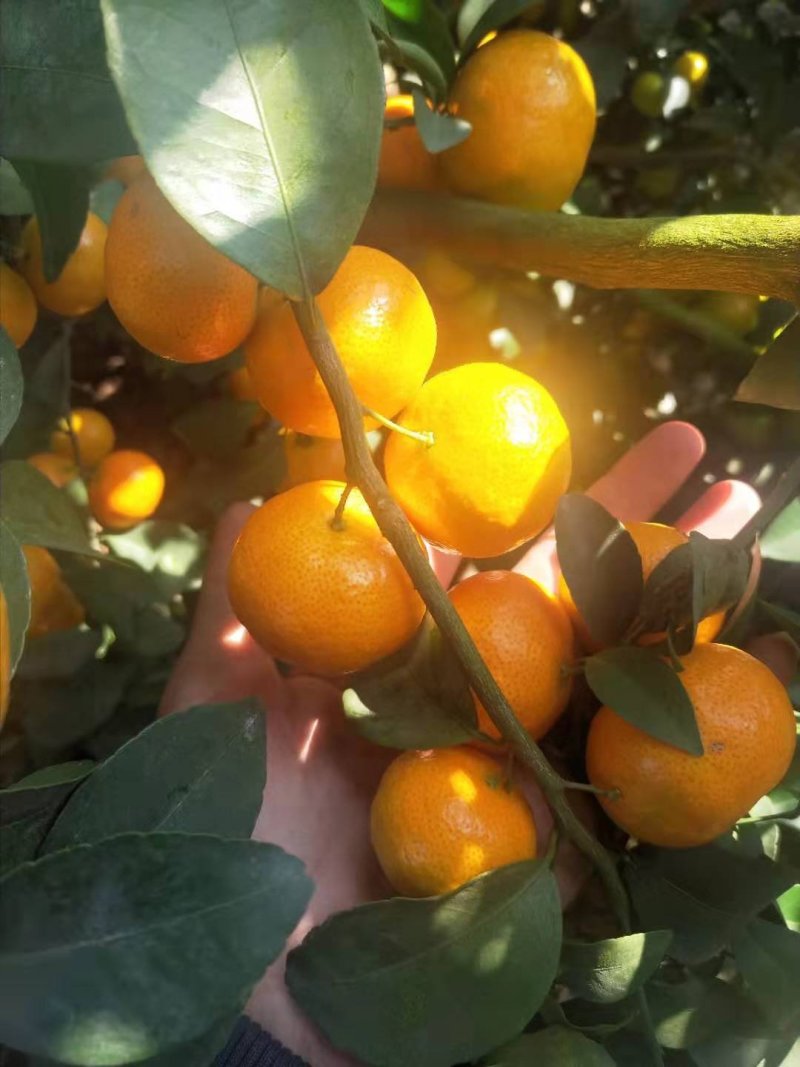 沙糖桔11月20日开园喽