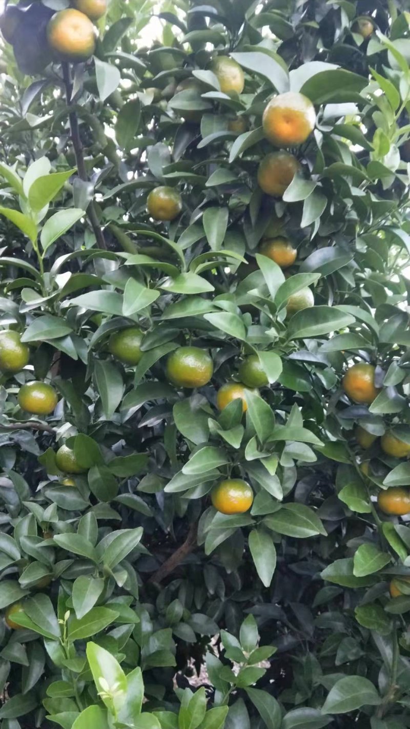 沙糖桔11月20日开园喽
