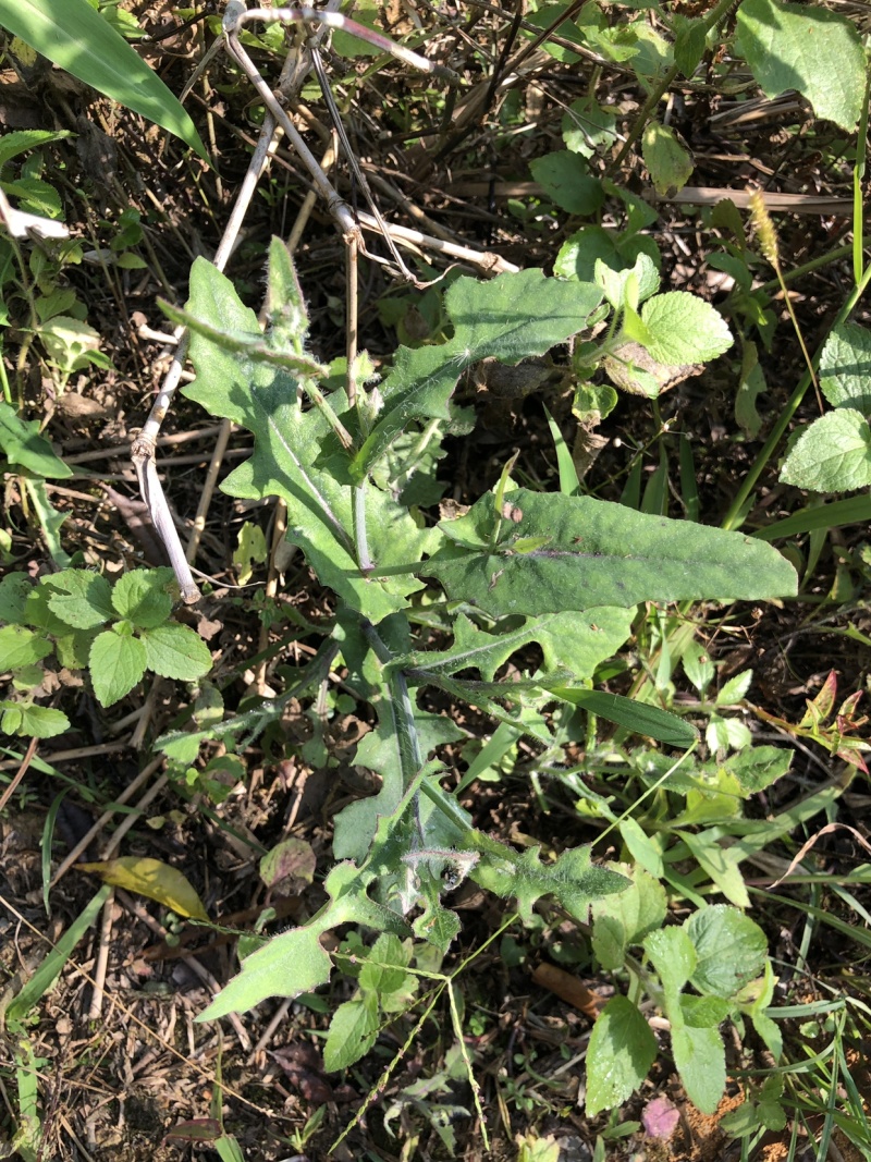 纯野生一点红、干贷、鲜货都有、注；鲜货要提前预定。