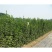 北海道树苗围墙绿篱植物庭院绿化苗四季常青大叶黄杨耐寒