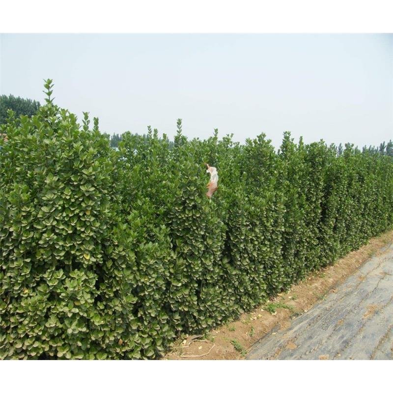 北海道树苗围墙绿篱植物庭院绿化苗四季常青大叶黄杨耐寒