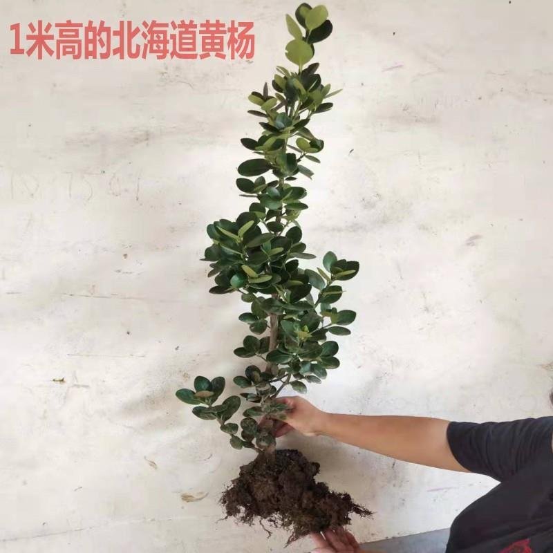 北海道树苗围墙绿篱植物庭院绿化苗四季常青大叶黄杨耐寒
