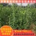 北海道树苗围墙绿篱植物庭院绿化苗四季常青大叶黄杨耐寒