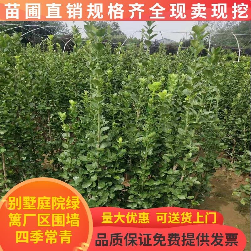 北海道树苗围墙绿篱植物庭院绿化苗四季常青大叶黄杨耐寒