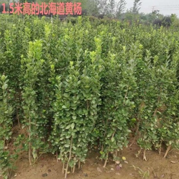 北海道树苗围墙绿篱植物庭院绿化苗四季常青大叶黄杨耐寒