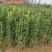 北海道树苗围墙绿篱植物庭院绿化苗四季常青大叶黄杨耐寒