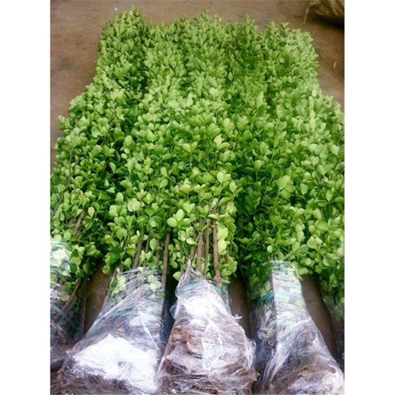 北海道树苗围墙绿篱植物庭院绿化苗四季常青大叶黄杨耐寒