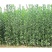 北海道树苗围墙绿篱植物庭院绿化苗四季常青大叶黄杨耐寒