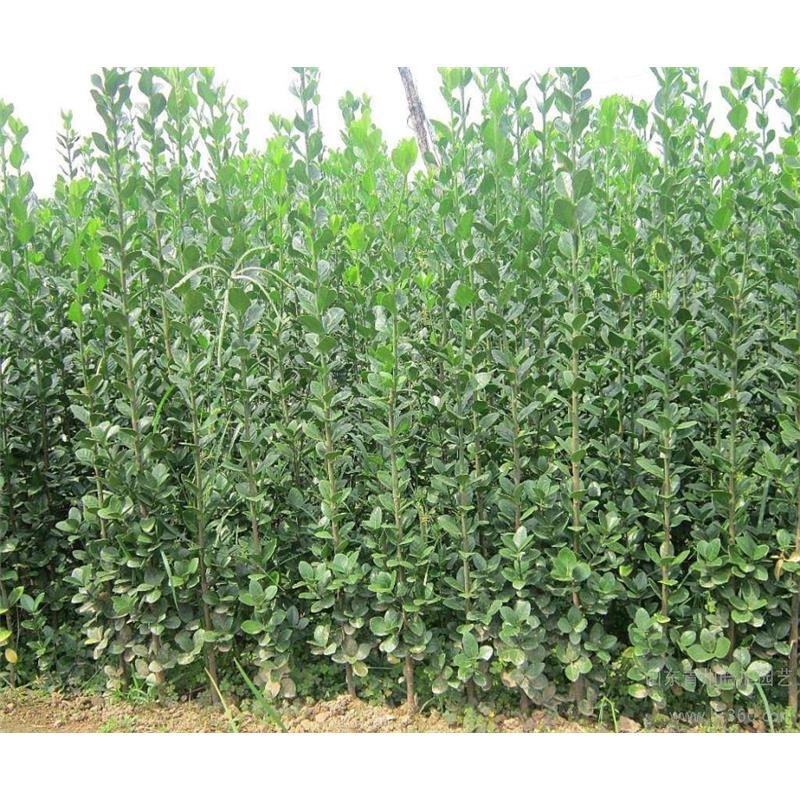 北海道树苗围墙绿篱植物庭院绿化苗四季常青大叶黄杨耐寒