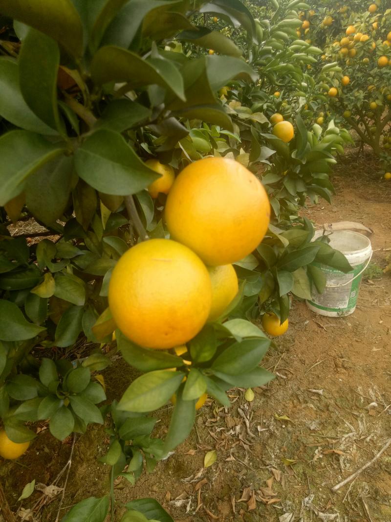 本地红江橙开始上市了，汁多甜度高欢迎新老客户订购！