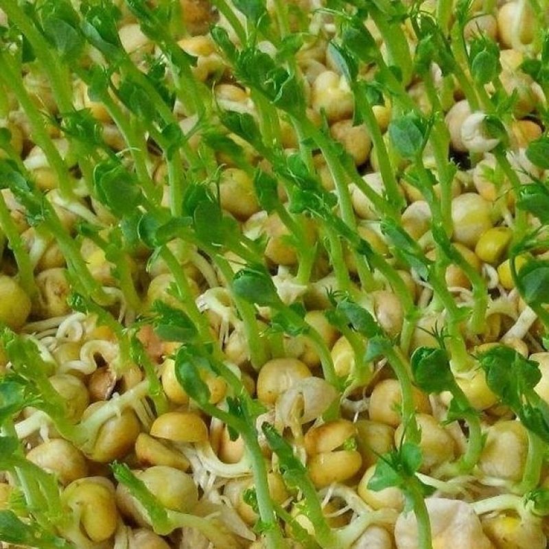 芽苗菜种子豌豆苗四季阳台水培蔬菜白豌豆种纸上种菜豆芽菜种