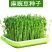 芽苗菜种子豌豆苗四季阳台水培蔬菜白豌豆种纸上种菜豆芽菜种