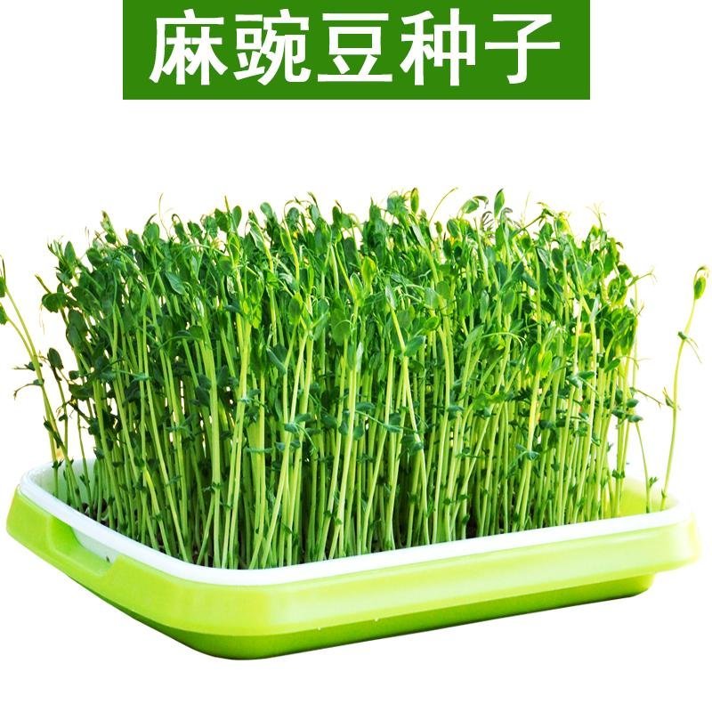 芽苗菜种子豌豆苗四季阳台水培蔬菜白豌豆种纸上种菜豆芽菜种