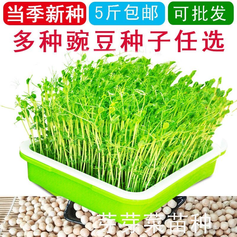 芽苗菜种子豌豆苗四季阳台水培蔬菜白豌豆种纸上种菜豆芽菜种