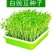 芽苗菜种子豌豆苗四季阳台水培蔬菜白豌豆种纸上种菜豆芽菜种