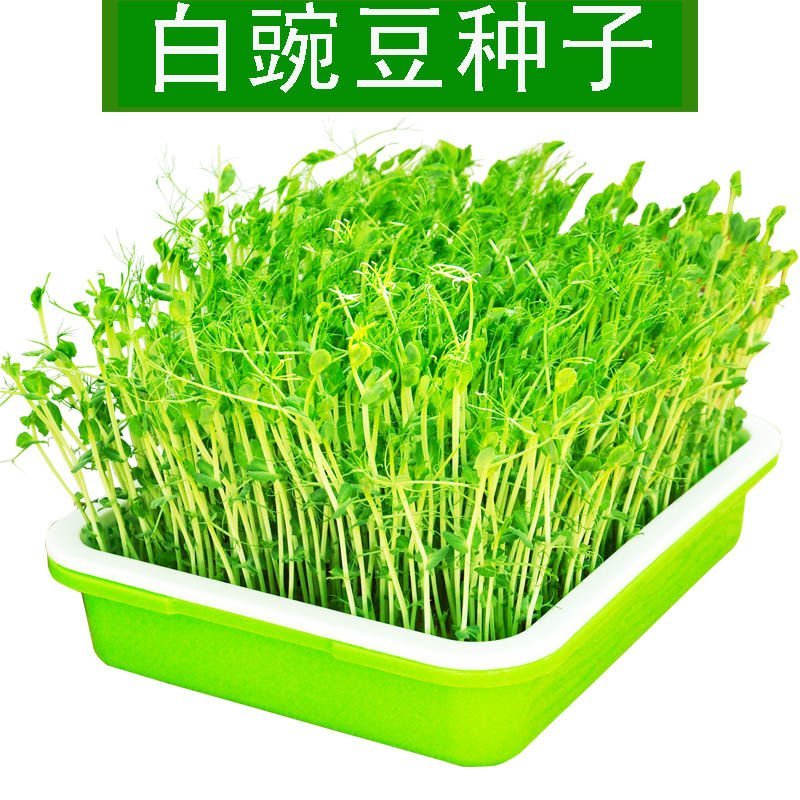 芽苗菜种子豌豆苗四季阳台水培蔬菜白豌豆种纸上种菜豆芽菜种