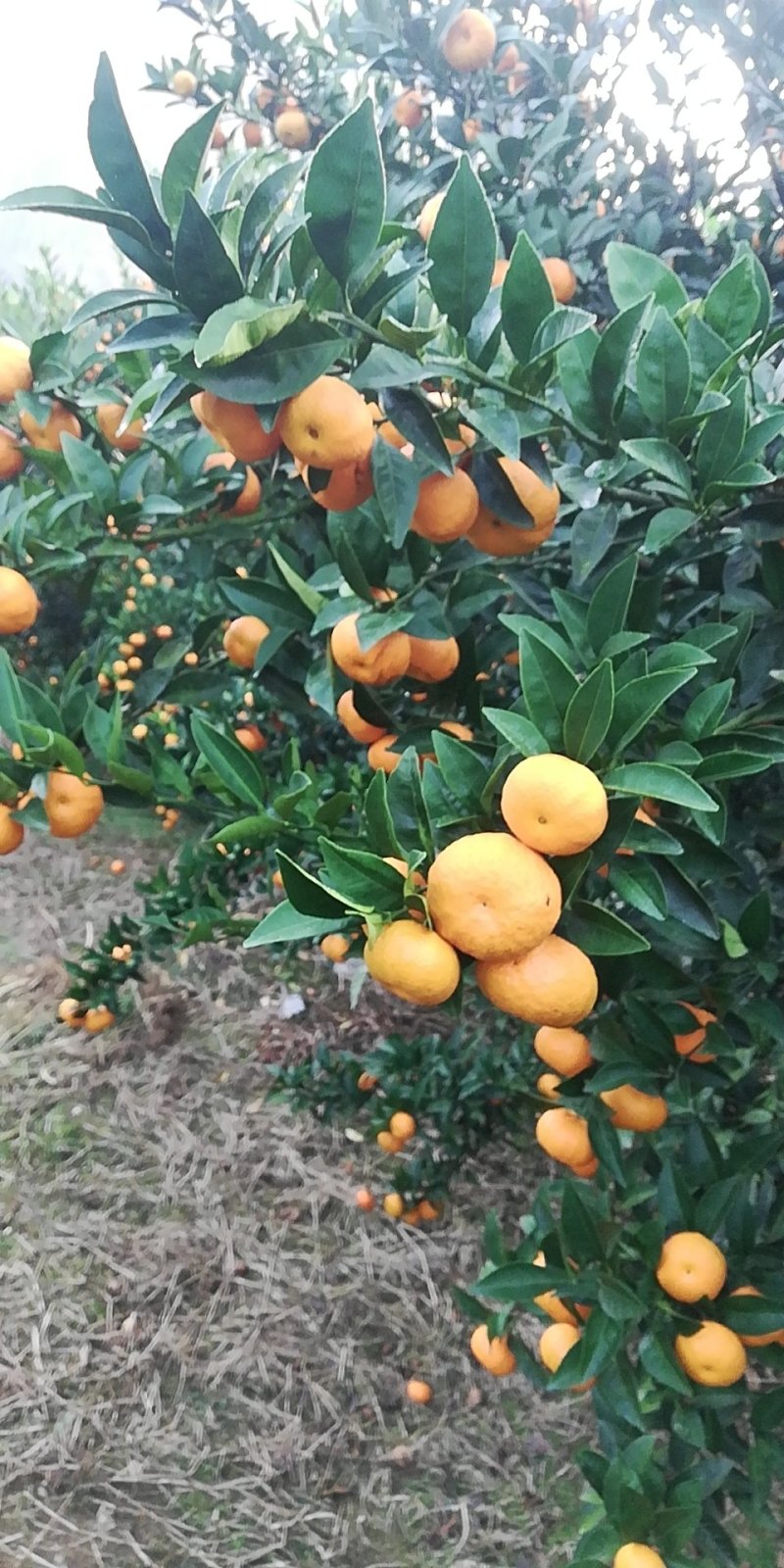 （推介）供应优质南丰密桔，个头大皮细口感甜化渣。
