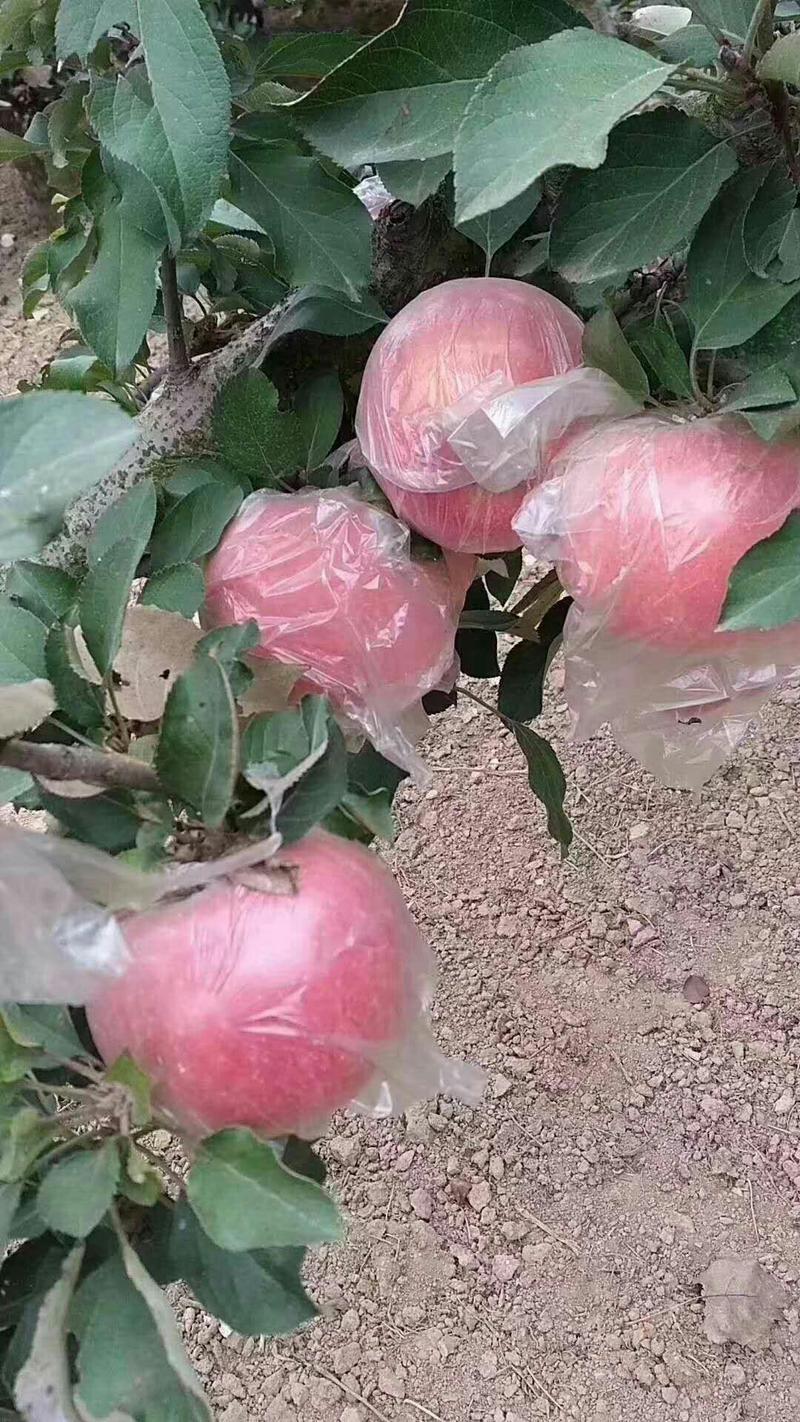 苹果:红富士苹果皮薄，肉多，脆甜汁水多。老少皆宜