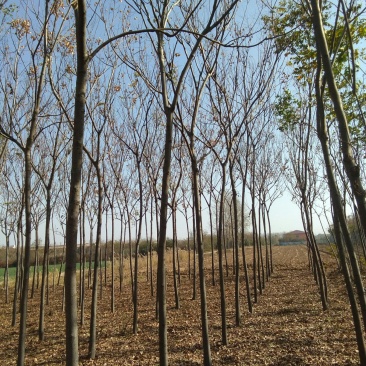 黄山栾树4~6cm4~6cm3.5~4米