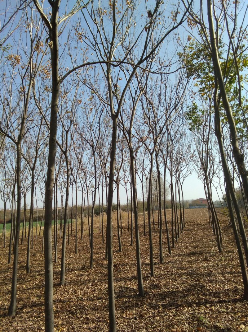 黄山栾树4~6cm4~6cm3.5~4米
