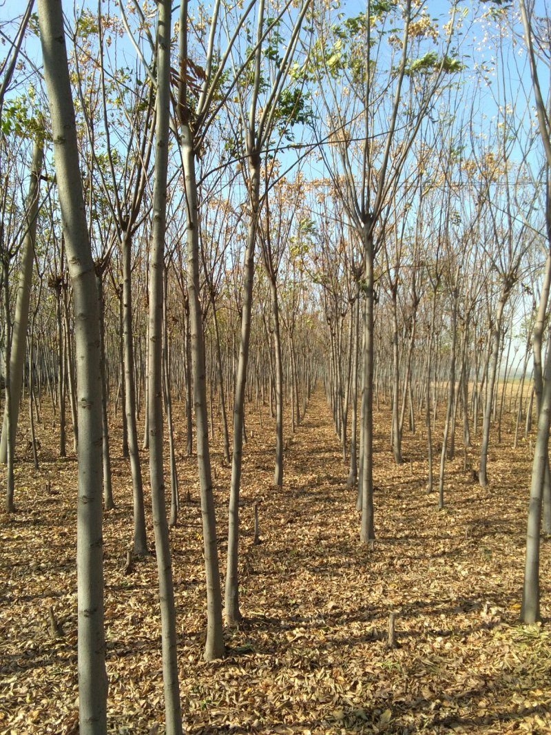 黄山栾树4~6cm4~6cm3.5~4米
