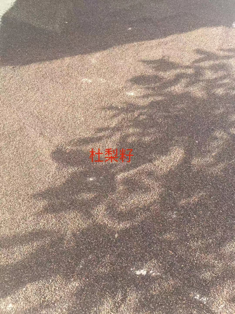 秋季新杜梨籽春季是沙藏好的，可提供种植技术，籽饱满