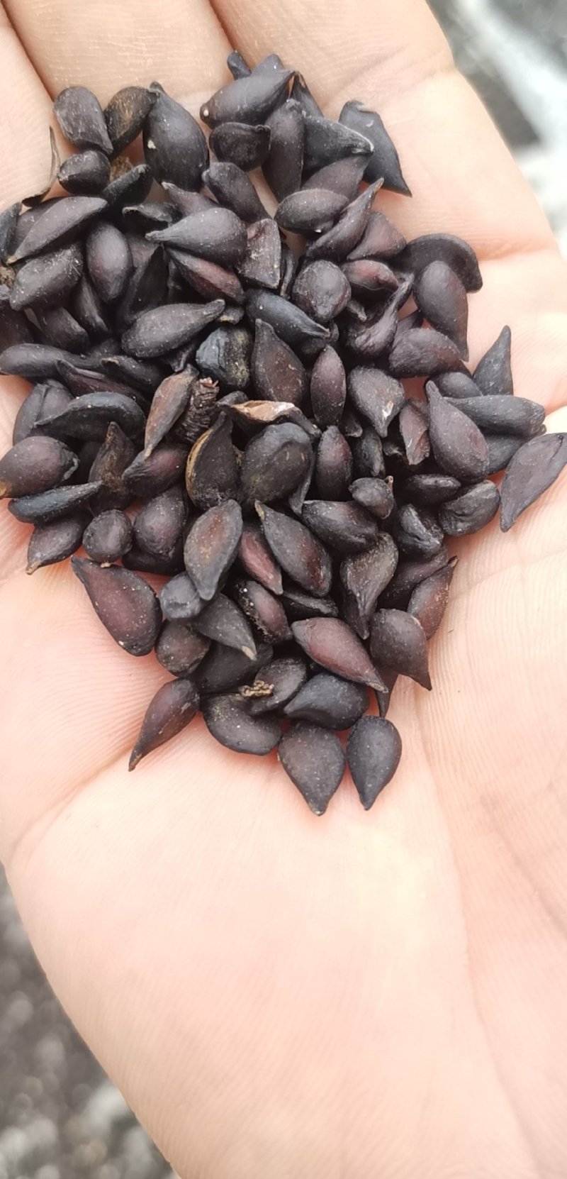 梨树种子