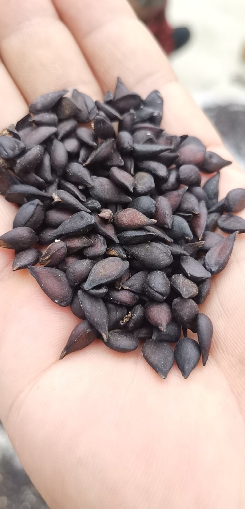 梨树种子