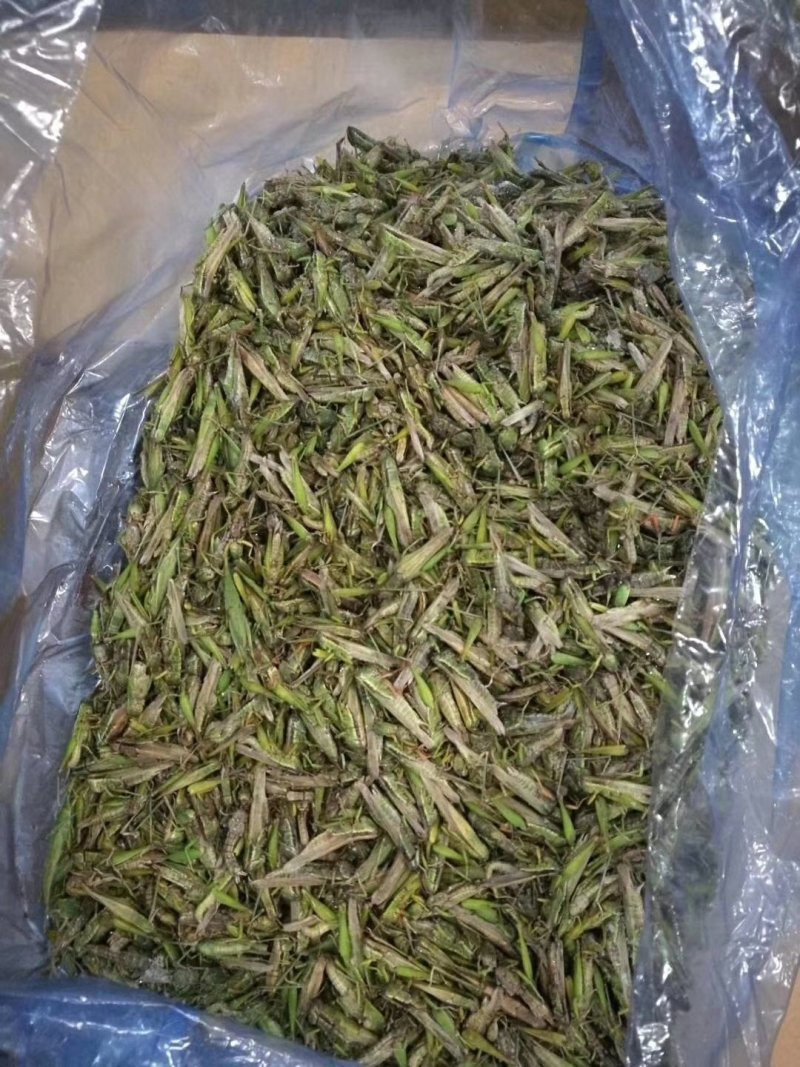 稻蝗