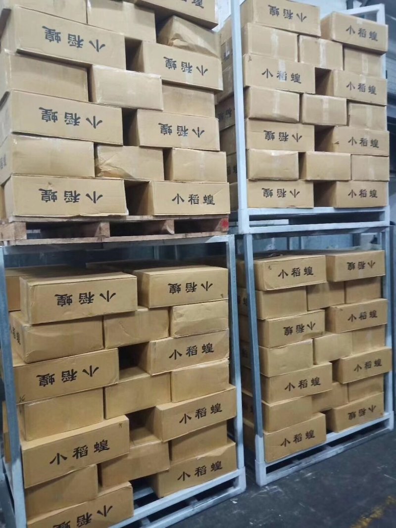 稻蝗