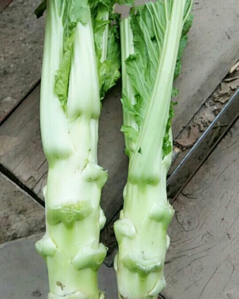 儿菜