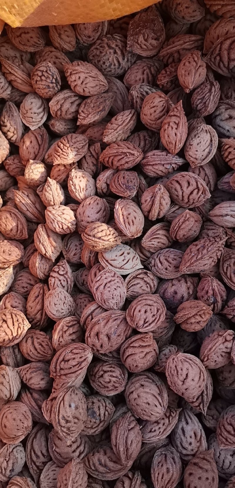 毛桃树种子毛桃核新货全红大量批发要的老板联系