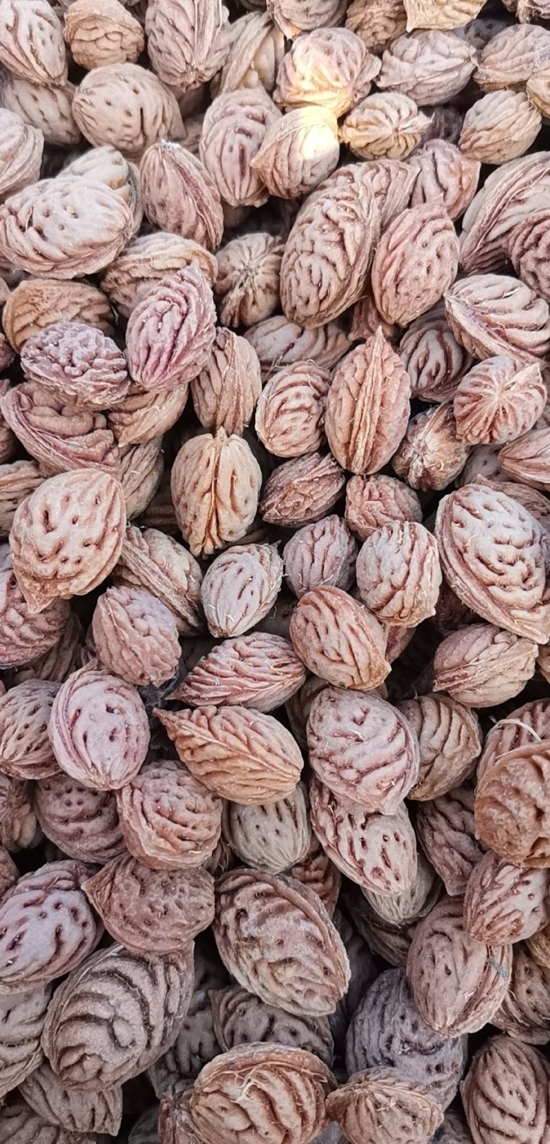 毛桃树种子毛桃核新货全红大量批发要的老板联系