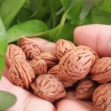 毛桃树种子毛桃核新货全红大量批发要的老板联系