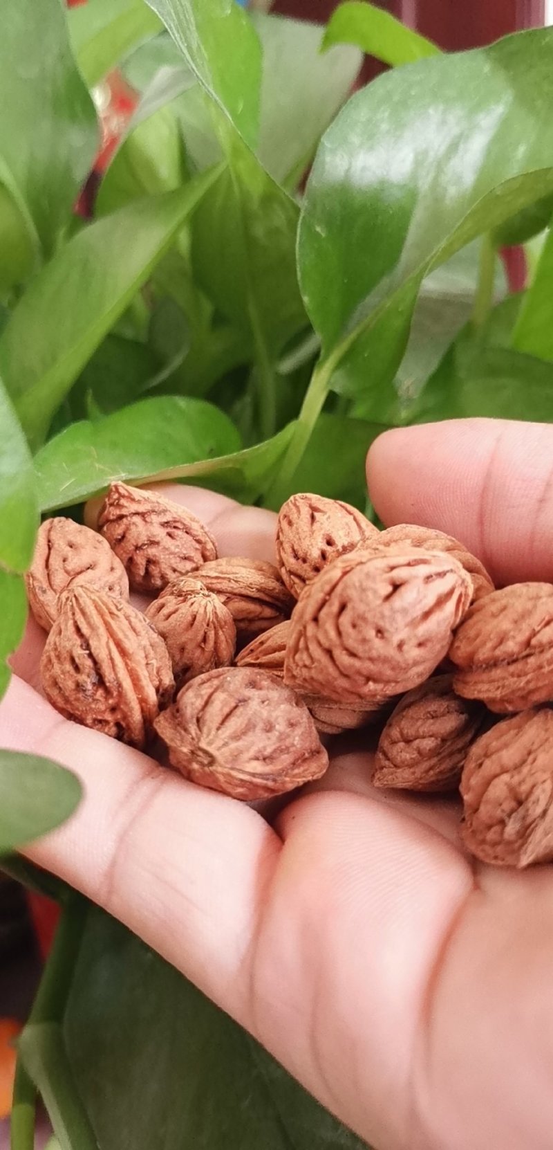 毛桃树种子毛桃核新货全红大量批发要的老板联系