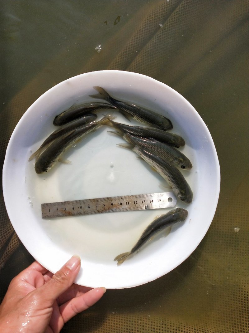 草鱼苗，容易养、防疫好、密度高、效益好、包质、包量