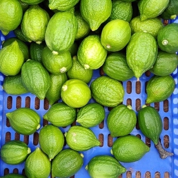 香水柠檬
