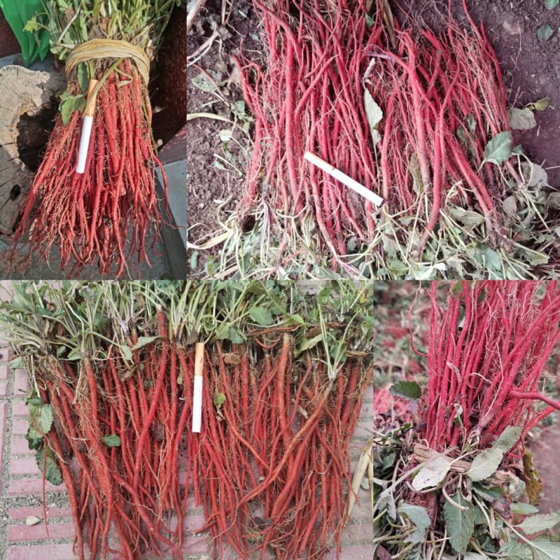 黄芩种苗