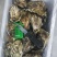 大连庄河生蚝